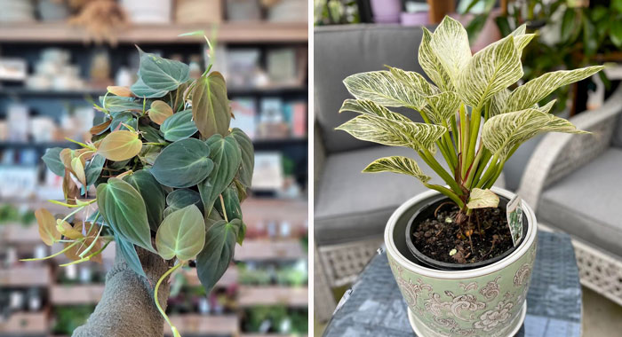 Philodendron Indoor Plant Care 101: Proven Tips To Achieve Success