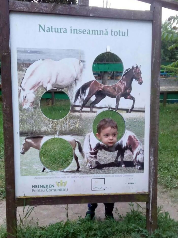 I Have Always Wanted To Be A Horse's Back