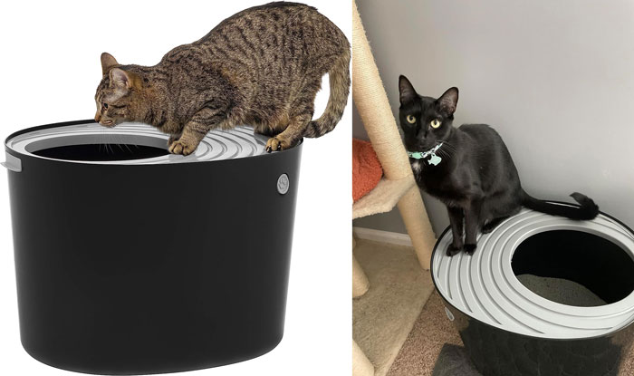 Two cats interacting with a modern black pet product designed to solve annoying pet problems effectively and effortlessly.