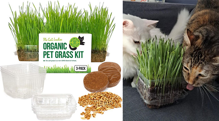 Organic pet grass kit with cats using fresh green grass to solve annoying pet problems effortlessly.