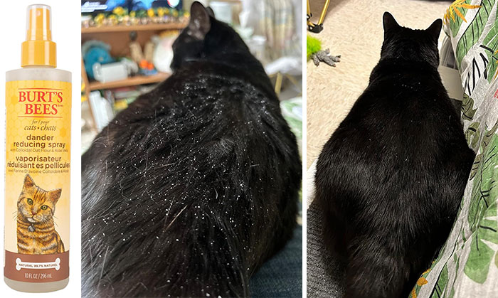 Bottle of pet dander reducing spray next to before and after images of black cat with and without pet dander.