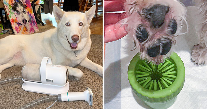37 Effective Products to Solve Annoying Pet Problems Effortlessly