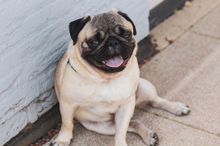 Tired Pug Resting on Floor Tired Pug Resting on Floor