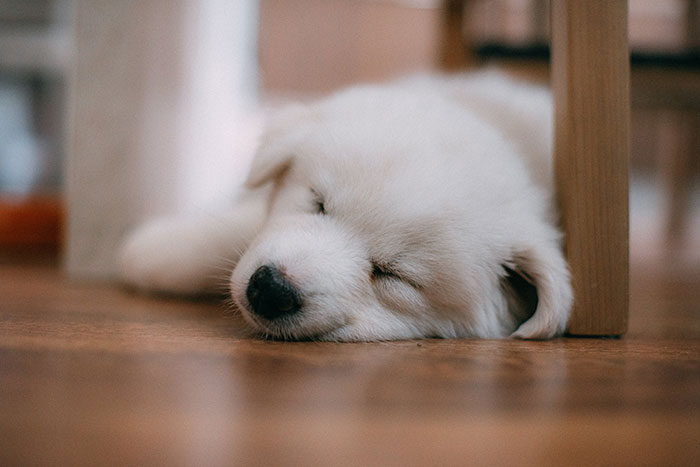 Sleeping puppy on wooden floor, highlighting fast breathing.
