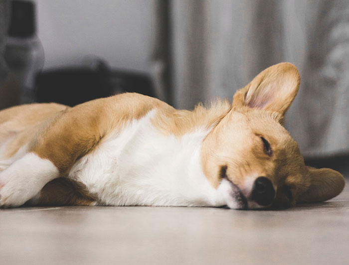Sleeping puppy breathing fast, lying on the floor.
