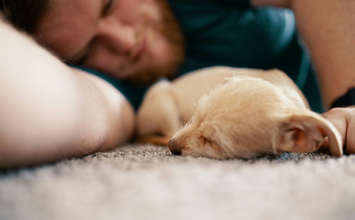 Sleeping puppy breathing fast next to owner on the carpet.