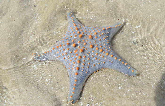 Scientists Discover “Very Weird” Truth About Starfish Heads, Solving Centuries-Old Mystery Scientists Discover “Very Weird” Truth About Starfish Heads, Solving Centuries-Old Mystery