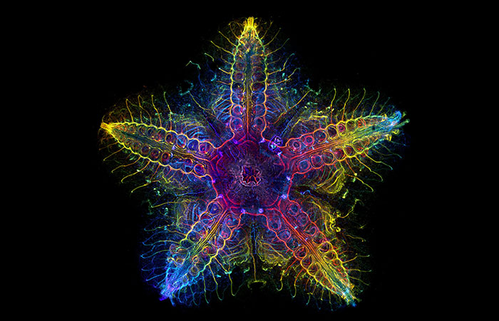 Scientists Discover “Very Weird” Truth About Starfish Heads, Solving Centuries-Old Mystery Scientists Discover “Very Weird” Truth About Starfish Heads, Solving Centuries-Old Mystery