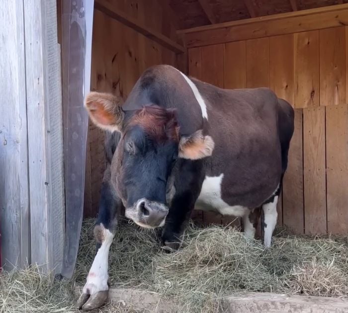 This Blind Cow Can&rsquo;t Stop Cuddling With The People Who Rescued Her From A Dairy Farm