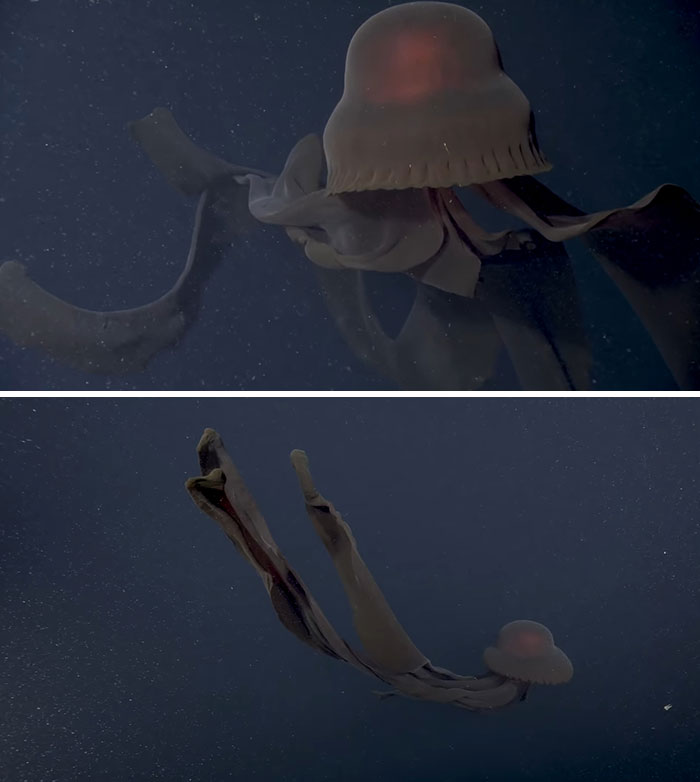 Someone Asks What's The Scariest Thing In The Ocean That Has Photo Evidence, And 30 People Deliver