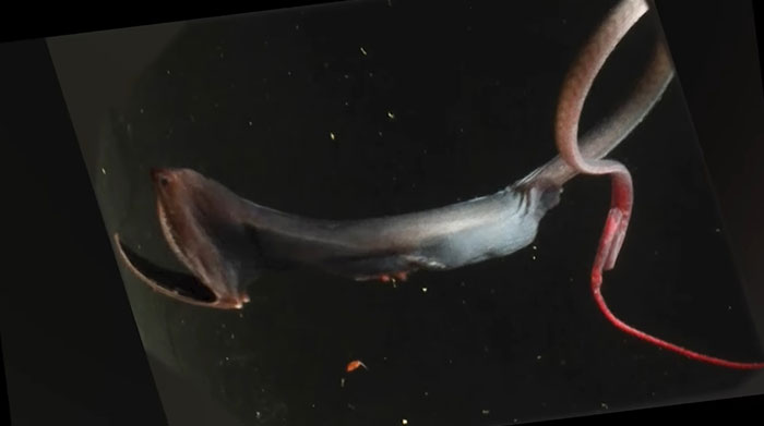 Someone Asks What's The Scariest Thing In The Ocean That Has Photo Evidence, And 30 People Deliver