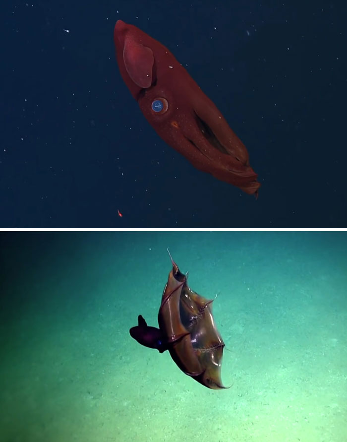 Someone Asks What's The Scariest Thing In The Ocean That Has Photo Evidence, And 30 People Deliver