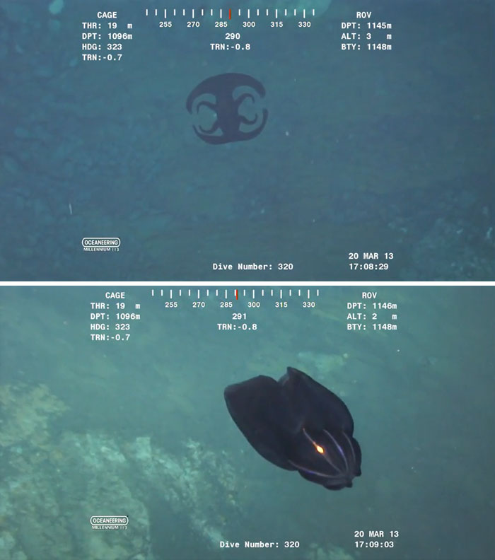 Someone Asks What's The Scariest Thing In The Ocean That Has Photo Evidence, And 30 People Deliver