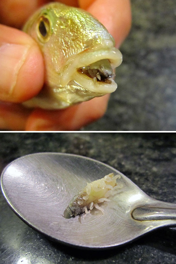 Someone Asks What's The Scariest Thing In The Ocean That Has Photo Evidence, And 30 People Deliver