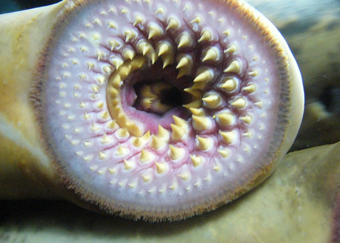 Someone Asks What's The Scariest Thing In The Ocean That Has Photo Evidence, And 30 People Deliver