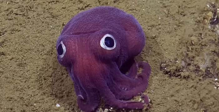 Someone Asks What's The Scariest Thing In The Ocean That Has Photo Evidence, And 30 People Deliver