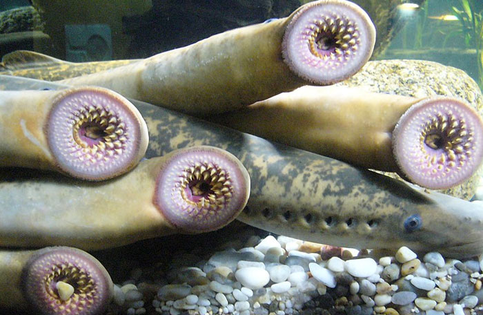 Someone Asks What's The Scariest Thing In The Ocean That Has Photo Evidence, And 30 People Deliver