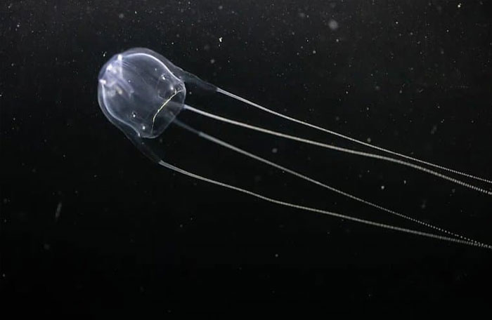 Someone Asks What's The Scariest Thing In The Ocean That Has Photo Evidence, And 30 People Deliver