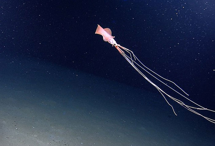 Someone Asks What's The Scariest Thing In The Ocean That Has Photo Evidence, And 30 People Deliver