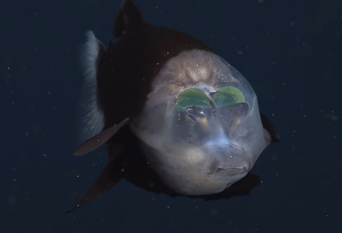 Someone Asks What's The Scariest Thing In The Ocean That Has Photo Evidence, And 30 People Deliver