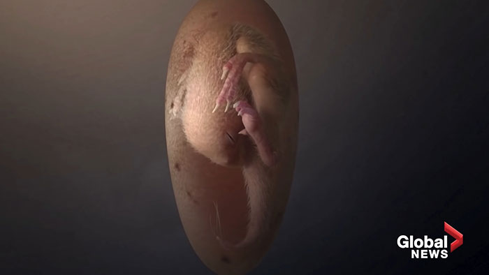 Scientists Unveil “Most Complete Dinosaur Embryo Ever,” Solving Mysteries About Species Growth Scientists Unveil “Most Complete Dinosaur Embryo Ever,” Solving Mysteries About Species Growth