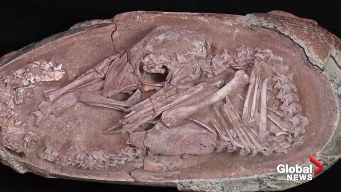 Scientists Unveil “Most Complete Dinosaur Embryo Ever,” Solving Mysteries About Species Growth Scientists Unveil “Most Complete Dinosaur Embryo Ever,” Solving Mysteries About Species Growth