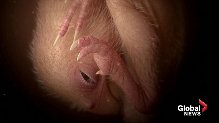 Scientists Unveil “Most Complete Dinosaur Embryo Ever,” Solving Mysteries About Species Growth Scientists Unveil “Most Complete Dinosaur Embryo Ever,” Solving Mysteries About Species Growth