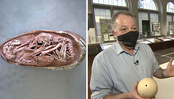 Scientists Unveil “Most Complete Dinosaur Embryo Ever,” Solving Mysteries About Species Growth