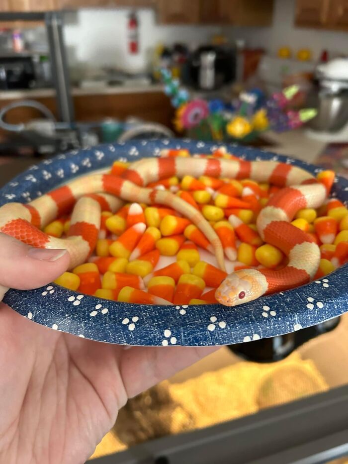 ‘Wait… This Is Wholesome’: 37 Posts To Look At If You’re Feeling Blue (New Pics)