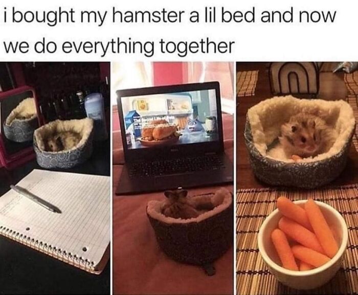 Sharing-Wholesome-Things