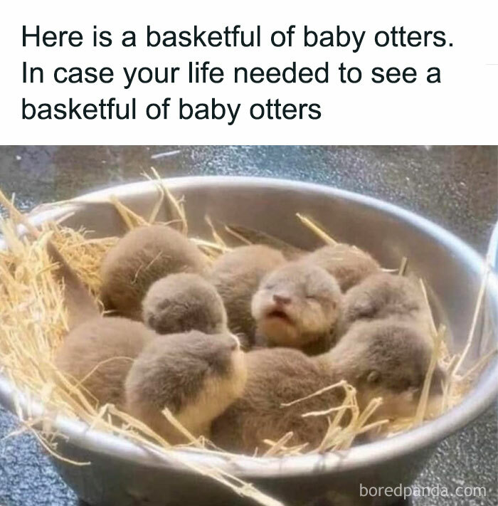 Sharing-Wholesome-Things