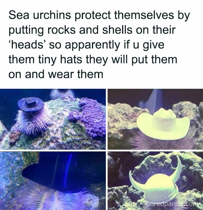 Sharing-Wholesome-Things