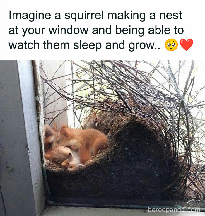 Sharing-Wholesome-Things