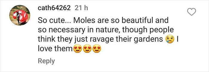 &ldquo;Brilliant Work&rdquo;: Shimmering Mole Rediscovered Nearly 100 Years After It Was Presumed Extinct