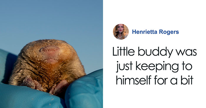 “Brilliant Work”: Shimmering Mole Rediscovered Nearly 100 Years After It Was Presumed Extinct