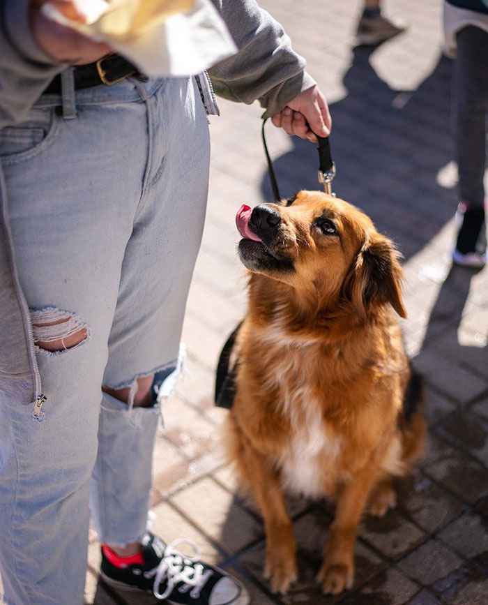 Dog sitting and smacking its lips while looking up at a person holding a leash.