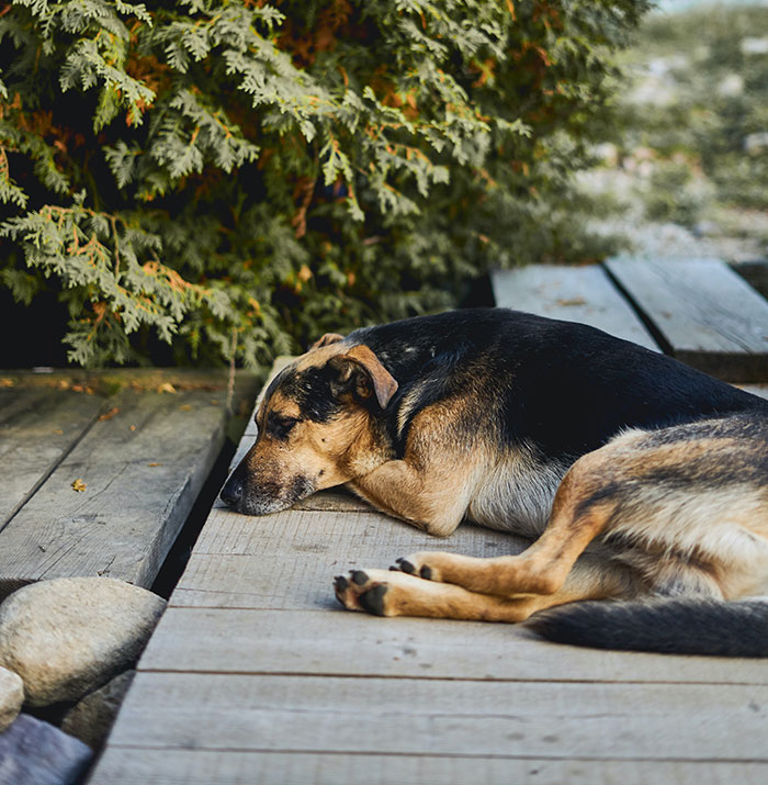 Sleeping dog on wooden deck, surrounded by greenery, illustrating behavioral reasons for why dogs smack their lips.