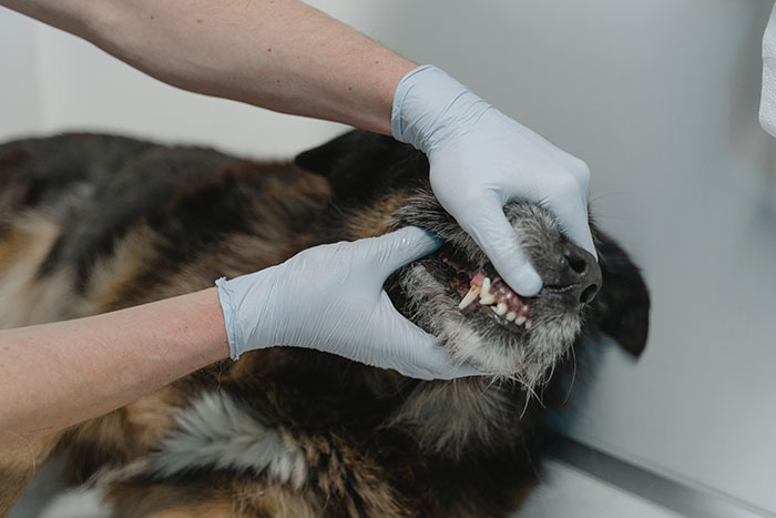 Dog receiving dental examination, related to lip smacking behavior.