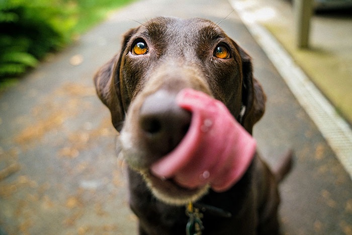 Brown dog smacking lips outdoors with curious expression.