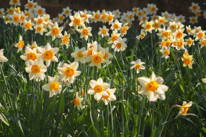 A field with Daffodils 