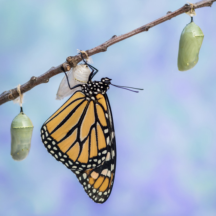 A butterfly hatching 