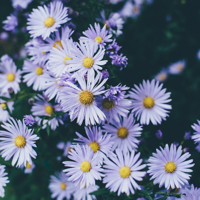 Purple daisies 