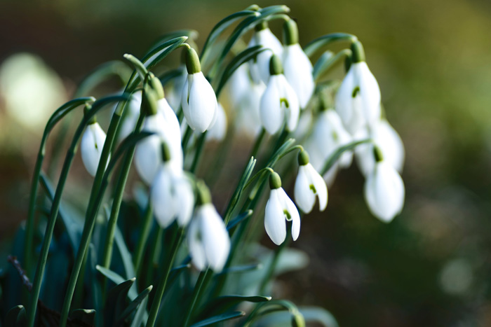 Snowdrop lanterns 