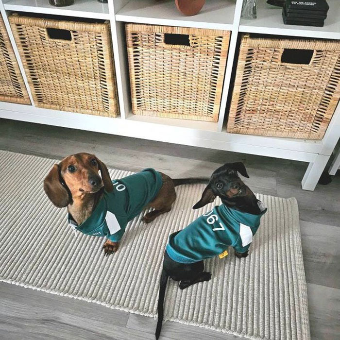 Let Your Pooch Join The Game With The Squid Game Dog Costume - ‘Paw’sitively The Funniest Costume Of The Year