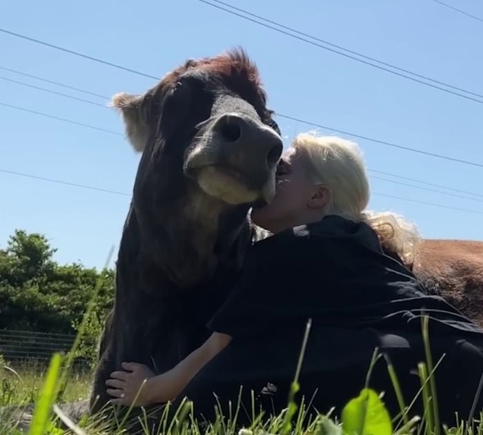 This Blind Cow Can&rsquo;t Stop Cuddling With The People Who Rescued Her From A Dairy Farm