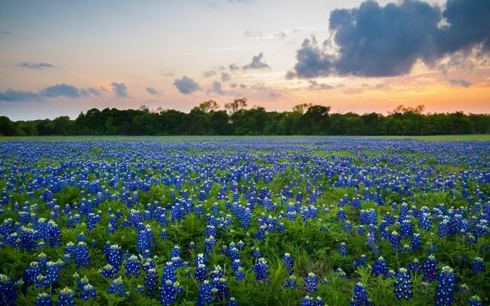Texas Bluebonnets