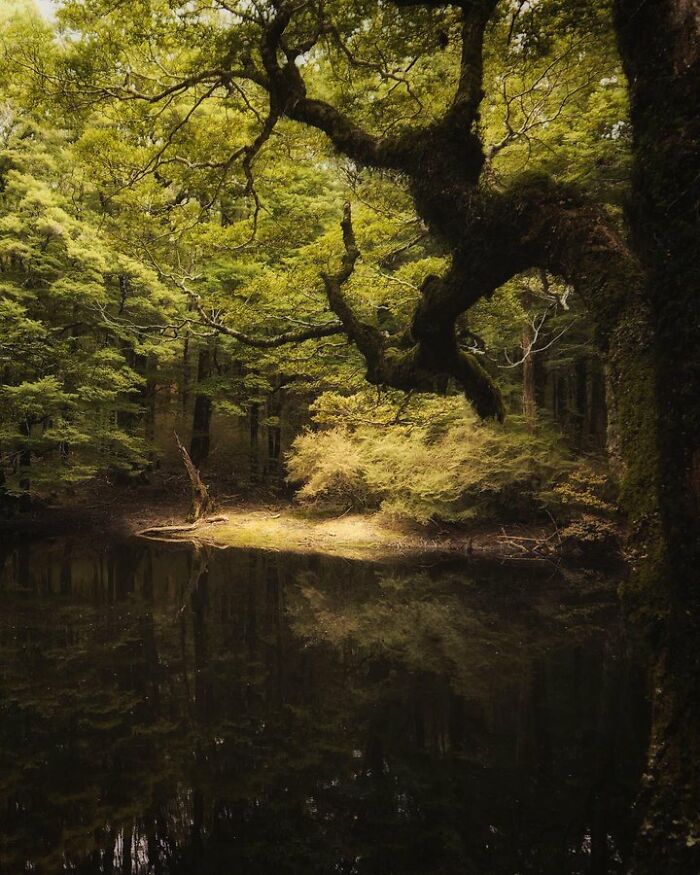 New Zealand, Fairy Forest