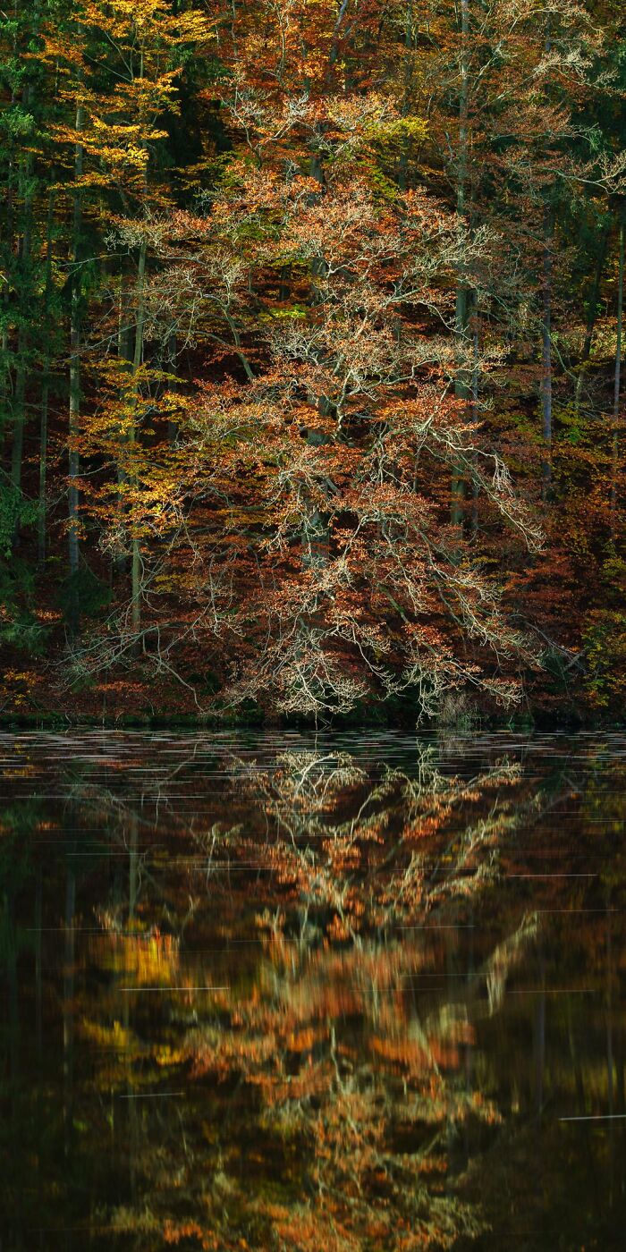 Old Tree At Lake. Burgk, Thuringia, Germany