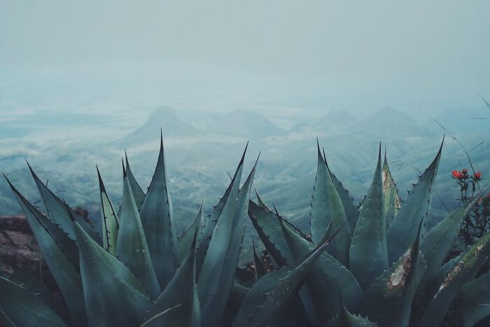 Desert Succulents Looking Into Mexico, Big Bend National Park, South Rim Trail