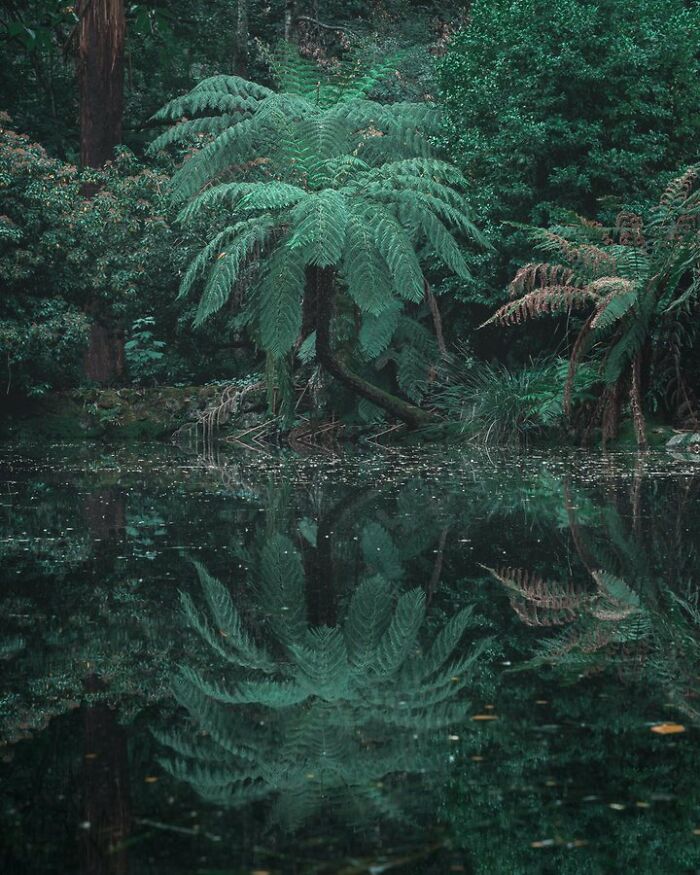 The Ancient Forest Of The Dandenong Ranges